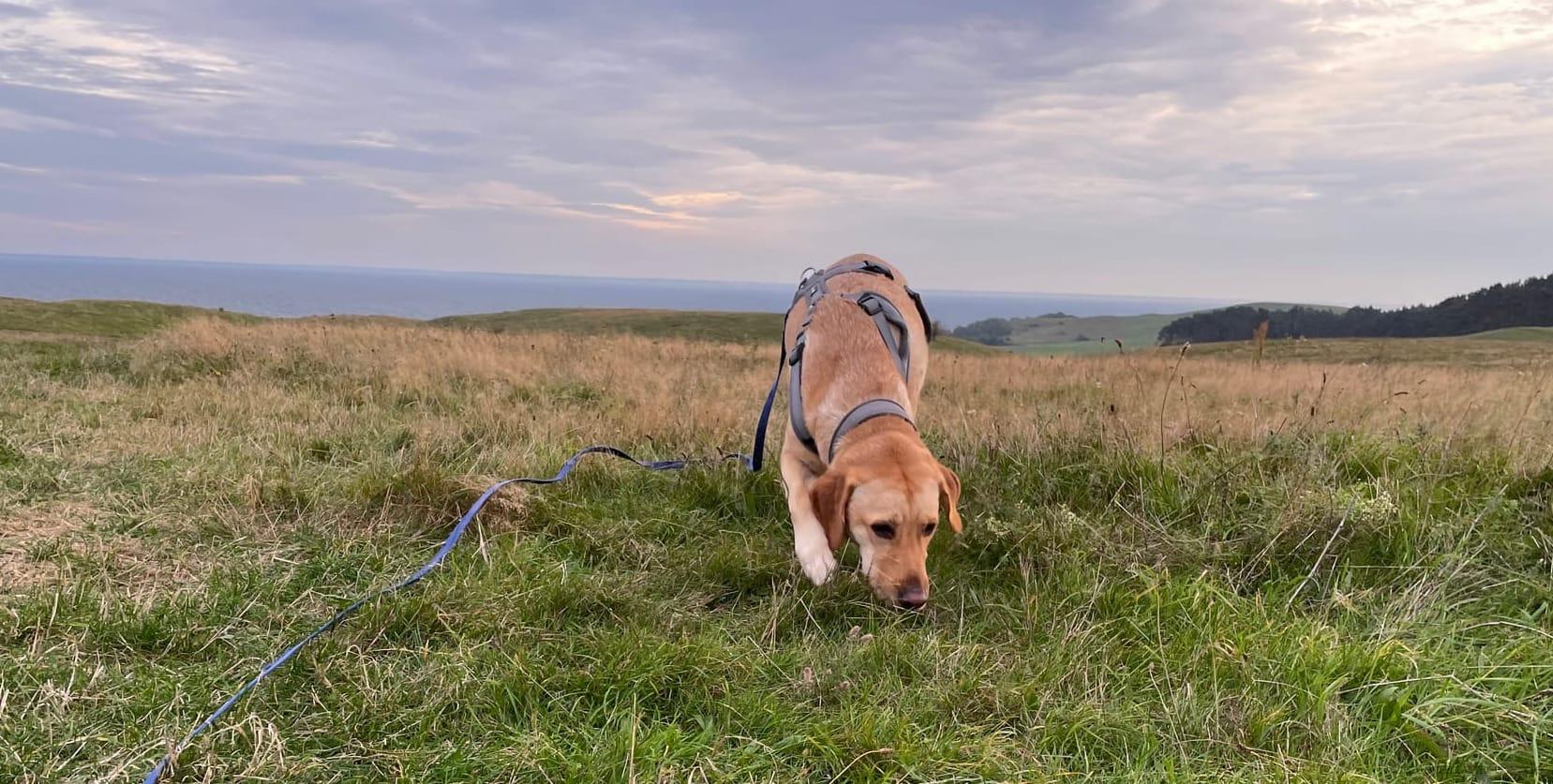 Kreuzfahrt mit dem Hund - Geht das überhaupt?