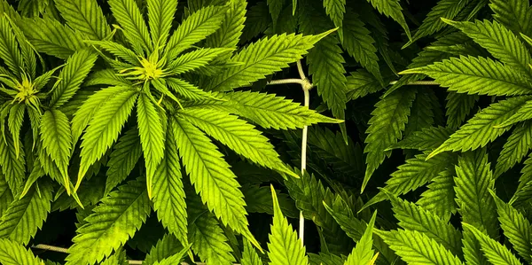 Cannabis bleibt trotz Legalisierung weiterhin auf Kreuzfahrtschiffen verboten